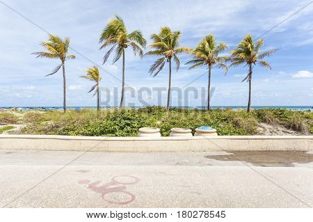 Palm trees at the Hollywood each broadwalk. Florida United States