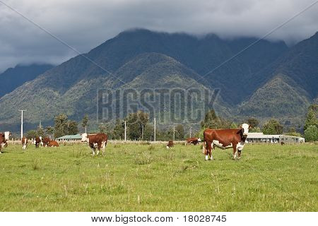 Pasoucí se krávy