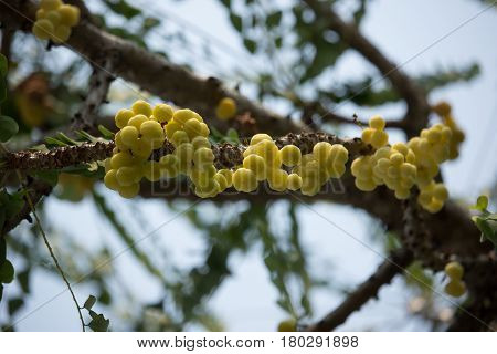Close Up Of Star Gooseberry.