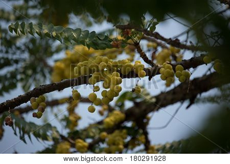 Close Up Of Star Gooseberry.