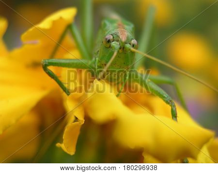 Green locust on a yellow marigold. Long locust mustache. Insect on a close-up flower.