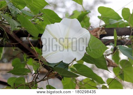 Moonflower (Ipomoea alba L.) blomming on vine, plants, Edible flower, garden.