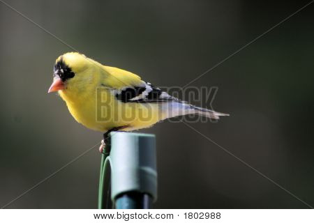 Finch001