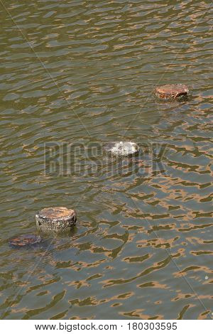 trunk on water as a maditation abckground