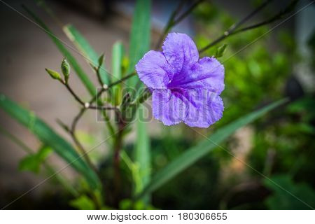 The purple flower in the garden Waterkanon
