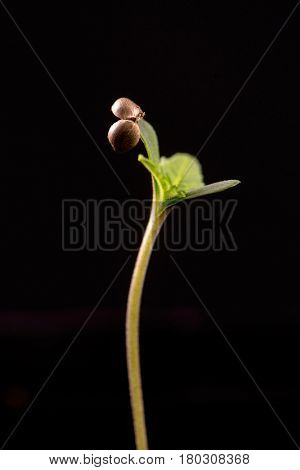 Macro detail of cannabis sprout (dark angel marijuana strain) with a seed shell attached to a leaf, isolated over black 