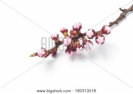 Spring flowers appricot on white background close-up