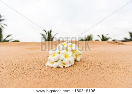 White Plumeria (frangipani) flower on sunny beach sand. Tropical relaxing vacation and spa background. Soft focus.
