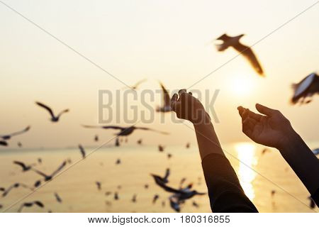 Humand Hands Showing and Seagulls Outdoors