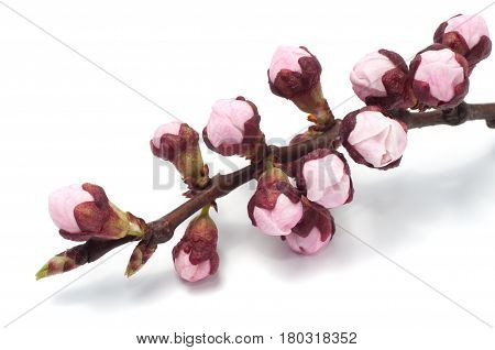 Spring flowers appricot on white background close-up
