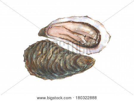 Watercolor hand draw oyster isolated on white background