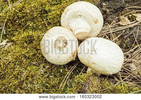 Сhampignon mushrooms in the forest. Natural healthy food concept.