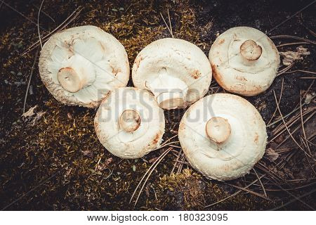 Сhampignon mushrooms in the forest. Natural healthy food concept.