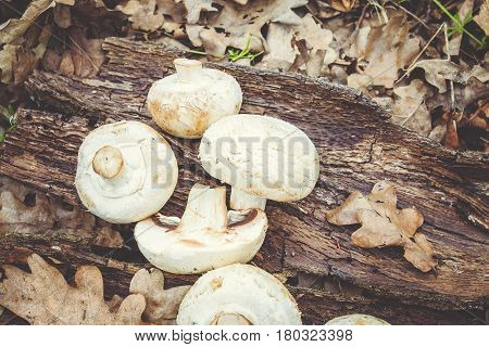 Сhampignon mushrooms in the forest. Natural healthy food concept.