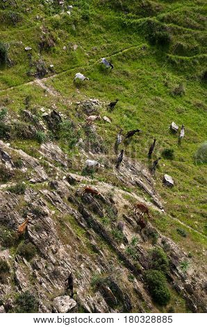 Aerial view of a group of multicolored goats grazing on a rocky with some green pasture. Alentejo Portugal.