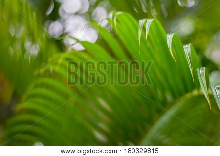 abstract textured green banana leaf and rain drops background