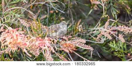 Golden-crowned Sparrow (Zonotrichia atricapilla) feeds on Grevillea 'Superb'