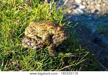 two big frogs bask in the sun