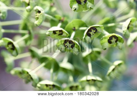 flowers of eufhorbia in a meadow in italy