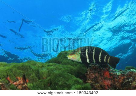 Barred Thicklip Wrasse fish