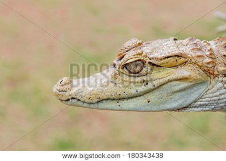 Baby alligator cayman gator face portrait head close up in the wild