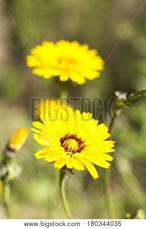 Tingitana Reichardia Photographed Close Up