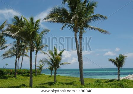 Strand und Palmen