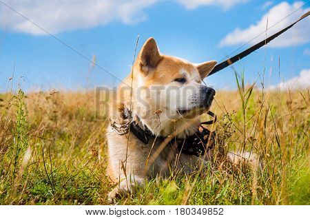 Relaxing Akita Inu