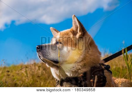 Relaxing Akita Inu