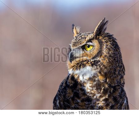 The great horned , also known as the tiger or the hoot owl, is a large bird native to the Americas. It is an extremely adaptable bird with vast range and is the most widely distributed true owl