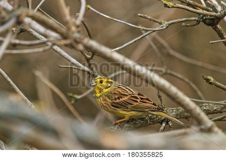 Yellowhammer among thick branches sing a song, wildlife birds