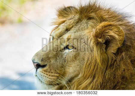 Asiatic Lion in a national park in India. These national treasures are now being protected, but due to urban growth they will never be able to roam India as they used to.