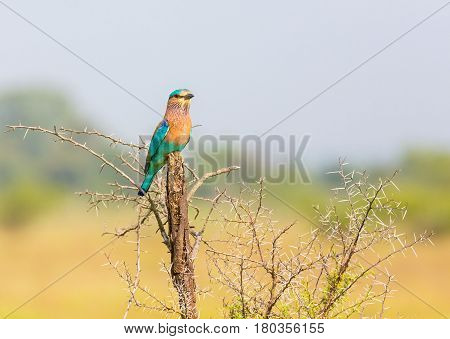 The Indian roller perched on a stump in a nature reserve.