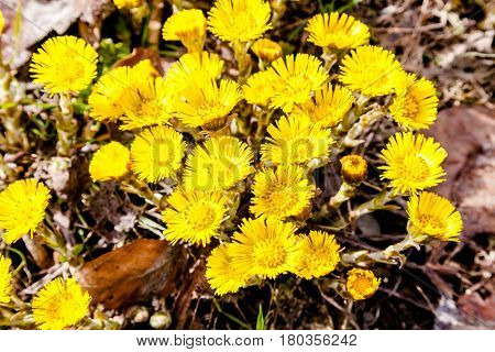 First yellow early spring mother and stepmother flower on empty ground. Tussilago farfara medical plant.