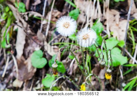 Seeds of Coltsfoot. First early spring mother and stepmother flower on empty ground. Dandelion Tussilago farfara medical plant.