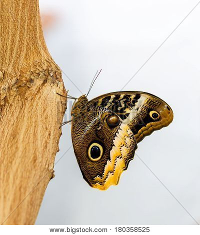 The owl butterflies, the genus Caligo, are known for their huge eyespots, which resemble owls' eyes. They are found in the rainforests and secondary forests of Mexico, Central, and South America.