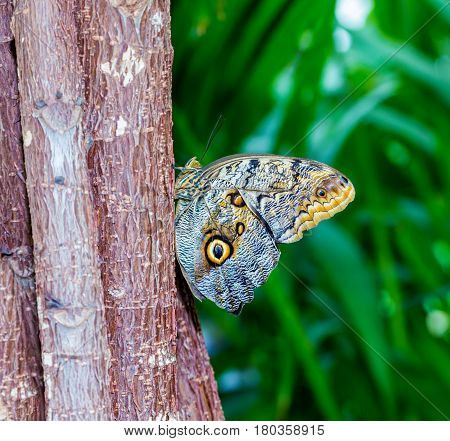 The owl butterflies, the genus Caligo, are known for their huge eyespots, which resemble owls' eyes. They are found in the rainforests and secondary forests of Mexico, Central, and South America.