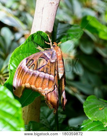 Cobra or Atlas moth is a large saturniid moth found in the tropical and subtropical forests of Southeast Asia, and is common across the Malay archipelago.
