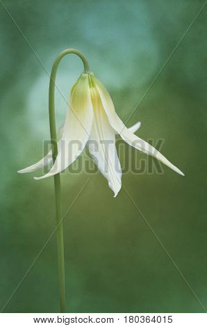 Closeup of White Fawn Lily flower with textured background. Species name is erythronium oregonum
