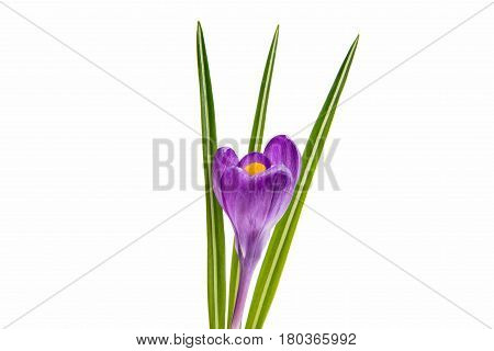 purple crocuses flower isolated on white background
