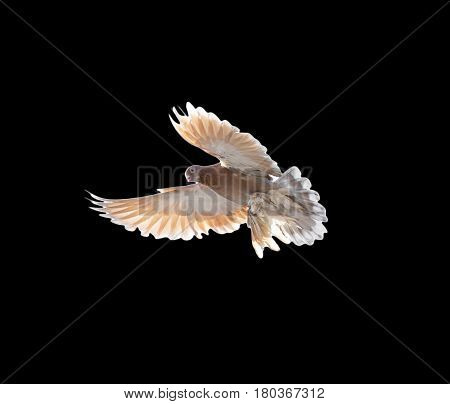 pigeon on a black background . A photo