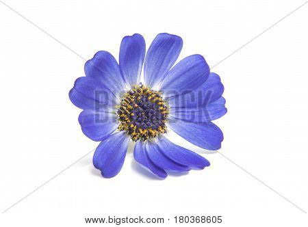 blue cineraria  flower isolated on white background