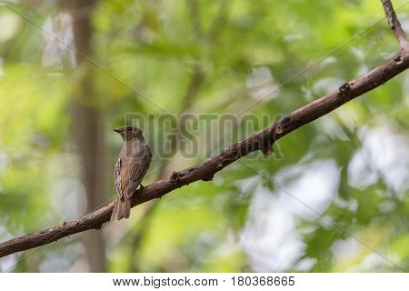 Bird (blue-and-white Flycatcher) On A Tree