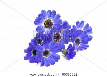 blue cineraria  flowers isolated on white background