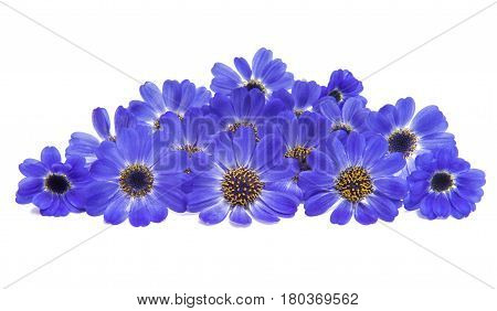 blue cineraria  flowers isolated on white background