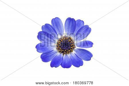 blue cineraria  flowers isolated on white background