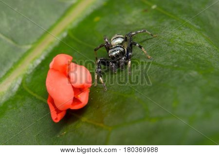 Jumping Spider / macro shot junping spider