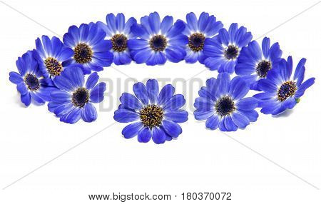 blue cineraria  flowers isolated on white background