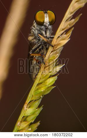 Robber Fly / Macro shoot of robber fly