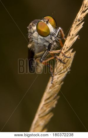 Robber Fly / Macro shoot of robber fly